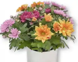 Edeka Chrysanthemen Angebot