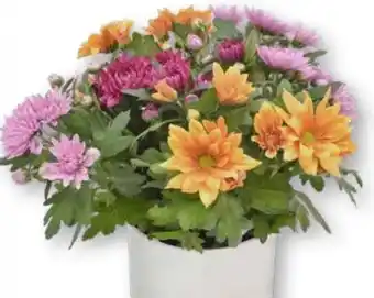 Edeka Chrysanthemen Angebot