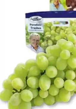 Edeka SanLucar Trauben Angebot