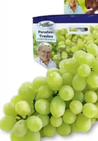 Edeka SanLucar Trauben Angebot