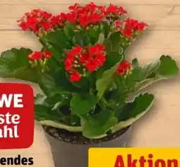 REWE Rewe Beste Wahl Flammendes Käthchen Angebot