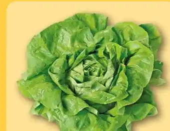 REWE Rewe Regional Kopfsalat Angebot