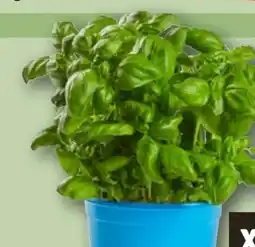 REWE Rewe Bio Basilikum Angebot