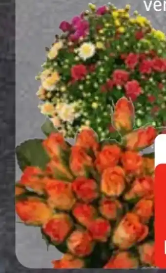 Edeka Frischemarkt Chrysanthemenbusch Angebot
