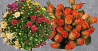 Edeka Chrysanthemen Busch Angebot