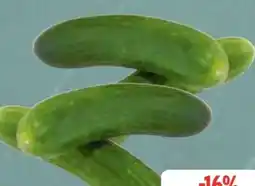 Edeka Mini Gurke Angebot