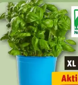 REWE Center Bio-Basilikum Angebot