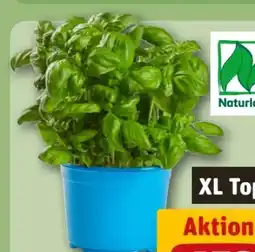 REWE Bio-Basilikum Angebot