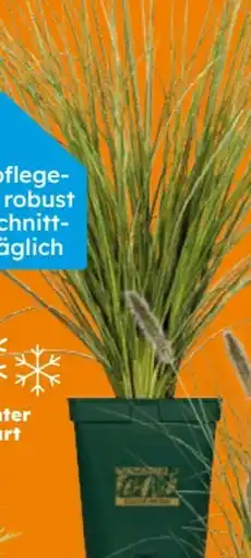 Globus Baumarkt Kleines Pampasgrass Angebot