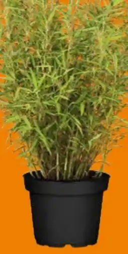Globus Baumarkt Heckenbambus Fargesia murielae Green Bambo Angebot
