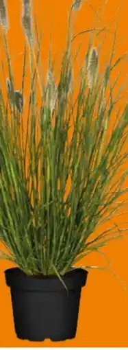 Globus Baumarkt Lampenputzergras Pennisetum Angebot