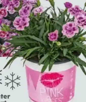 Globus Baumarkt Duftnelken Angebot
