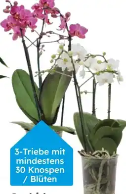 Globus Baumarkt Orchidee Phalaenopsis Multiflora Angebot