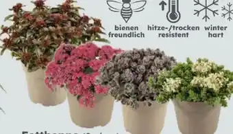 Globus Baumarkt Fetthenne Sedum Angebot