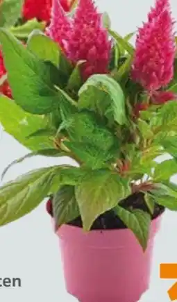 Globus Baumarkt Celosia Federbusch Angebot