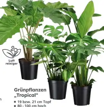Globus Baumarkt Grünpflanzen Angebot