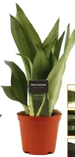 Globus Baumarkt Bogenhanf Sansevieria Angebot