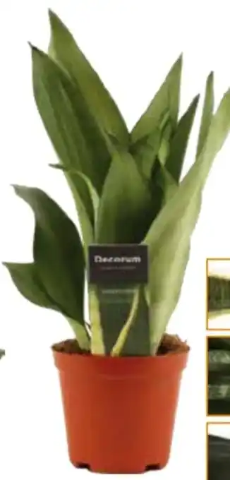 Globus Baumarkt Bogenhanf Sansevieria Angebot