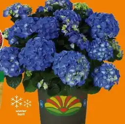 Globus Baumarkt Garten-Hortensie Angebot