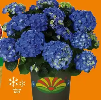 Globus Baumarkt Garten-Hortensie Angebot