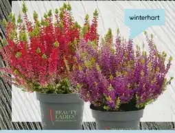 Hellweg Knospenheide Beauty Ladies Angebot