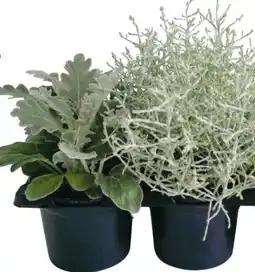 Hellweg Herbstpflanzen Silberner Herbst Angebot