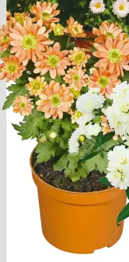 Hellweg Chrysantheme Angebot