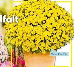 Hellweg Chrysanthemen Büsche Angebot