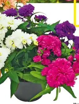 Hellweg Herbstaster Trio Angebot