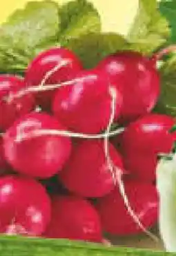 Netto Marken-Discount Radieschen Angebot
