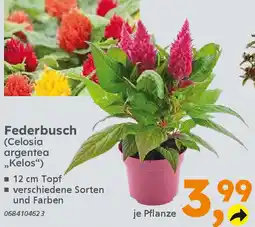 Globus Baumarkt Federbusch (Celosia argentea „Kelos") Angebot