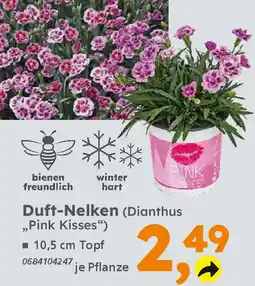 Globus Baumarkt Duft-Nelken (Dianthus „Pink Kisses") Angebot