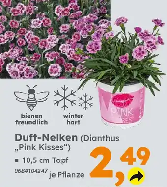 Globus Baumarkt Duft-Nelken (Dianthus „Pink Kisses") Angebot
