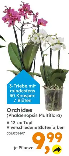 Globus Baumarkt Orchidee (Phalaenopsis Multiflora) Angebot