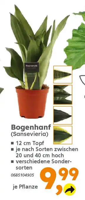 Globus Baumarkt Bogenhanf (Sansevieria) Angebot