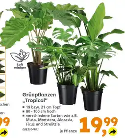 Globus Baumarkt Grünpflanzen „Tropical" Angebot