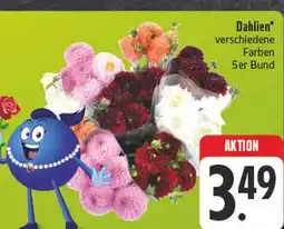 Edeka Dahlien Angebot