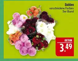 Marktkauf Dahlien Angebot