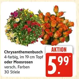 Marktkauf Chrysanthemenbusch Angebot