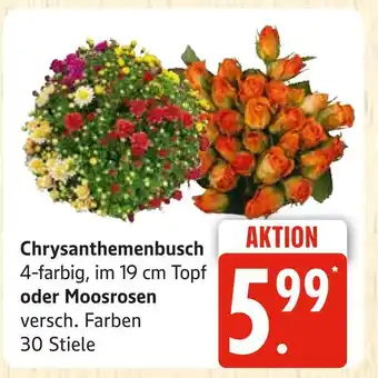 Marktkauf Chrysanthemenbusch Angebot