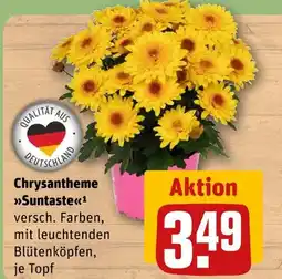 REWE Chrysantheme 'suntaste' Angebot