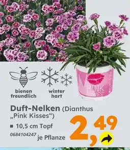 Globus Baumarkt Duft-nelken (dianthus 'pink kisses') Angebot