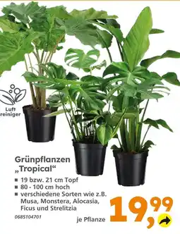 Globus Baumarkt Grünpflanzen tropical Angebot