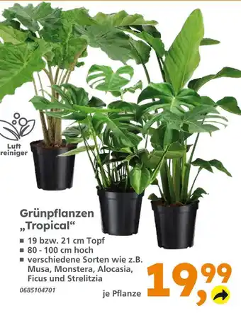 Globus Baumarkt Grünpflanzen tropical Angebot