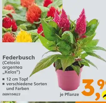 Globus Baumarkt Federbusch Angebot