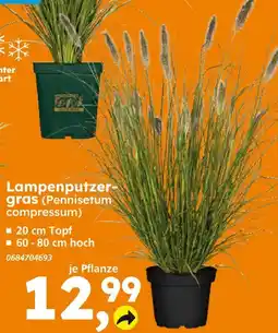 Globus Baumarkt Lampenputzergas (pennisetum compressum) Angebot