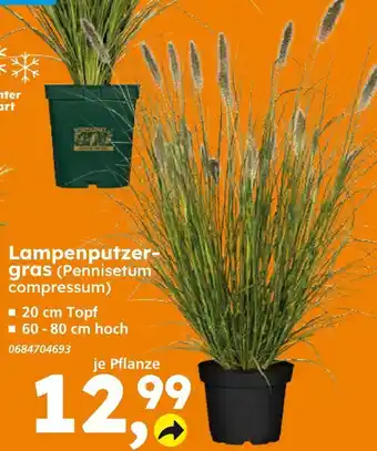 Globus Baumarkt Lampenputzergas (pennisetum compressum) Angebot