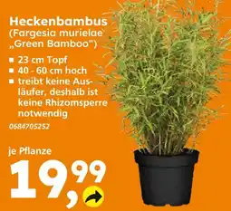 Globus Baumarkt Heckenbambus (fargesia murielae 'green bamboo') Angebot