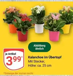 Globus Kalanchoe im übertopf Angebot