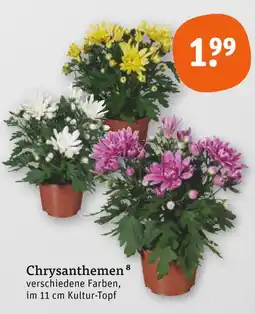 tegut Chrysanthemen Angebot